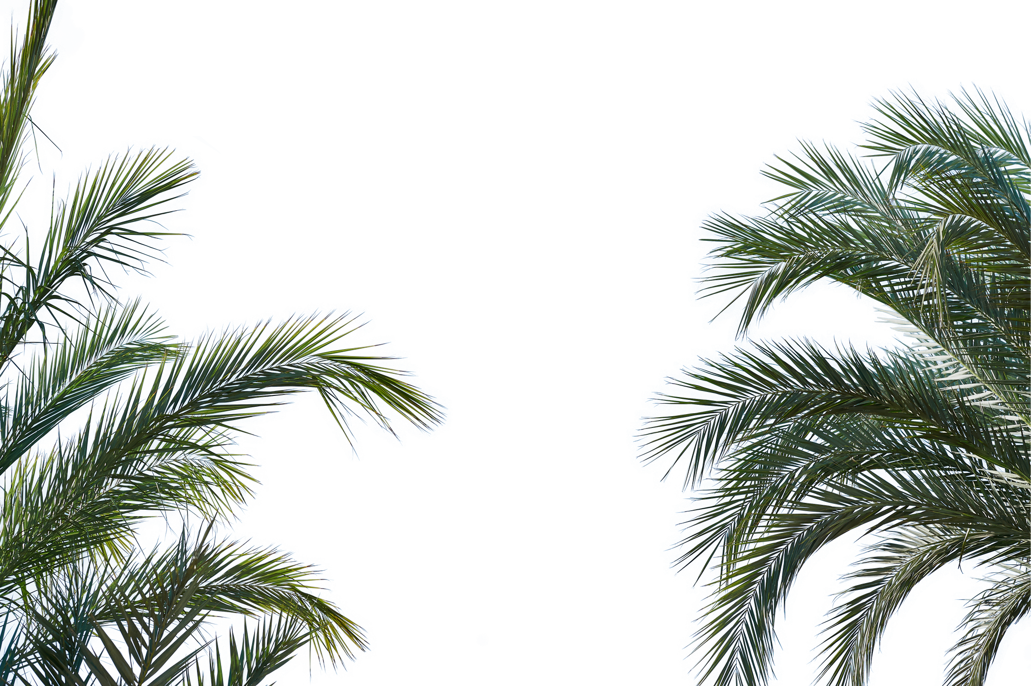 leaves of palm tree isolated on white background png