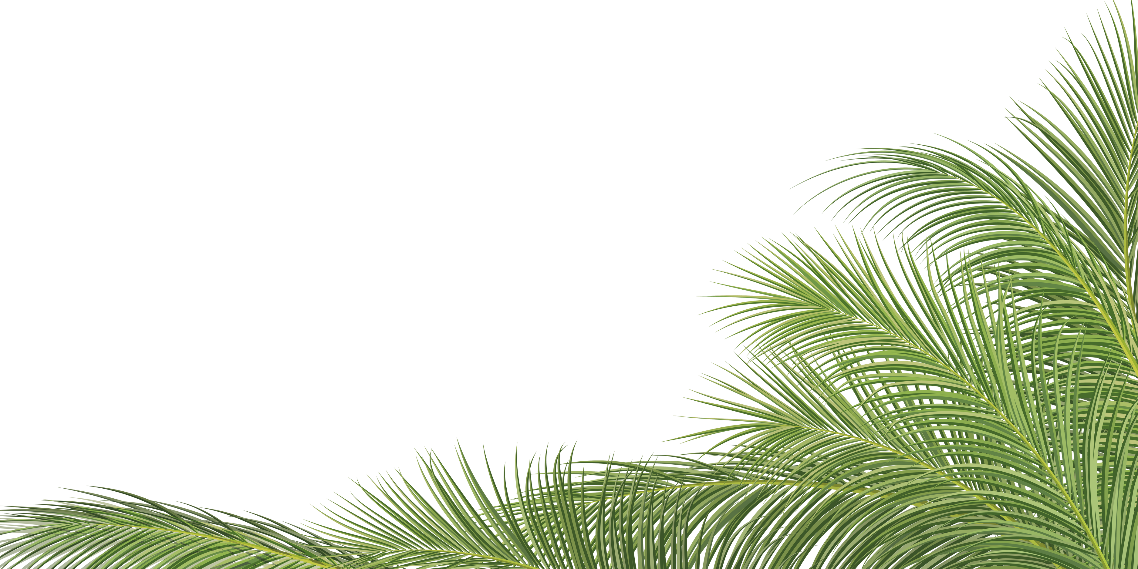 palm branch, coconut leaf, tropical plant decorative  background